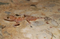 Ptyodactylus hasselquistii, Hurghada