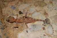 Ptyodactylus hasselquistii, Hurghada