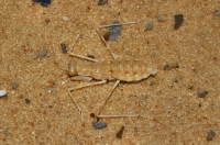 Praying Mantis, Dakhla Oasis