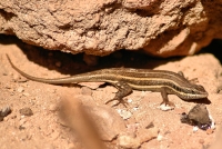 Scink Trachylepis quinquetaeniata v Luxoru