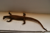 Varanus niloticus, Luxor