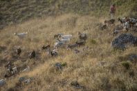 Herd of goats, Erind