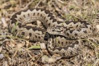 Vipera graeca, Lunxhëri