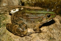 Pelophylax sp., Zogaj