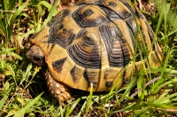 Testudo hermanni, Fushë – Krujë