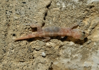 Hemidactylus turcicus, Ardenica