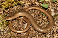 Anguis graeca, NP Llogarë