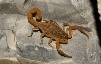 Mesobuthus gibbosus, Himarë