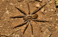 Spider, Himarë