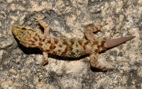 Hemidactylus turcicus, Himarë