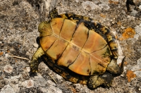 Emys orbicularis, Butrint