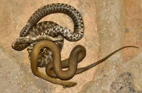 Natrix tessellata, Ohrid Lake