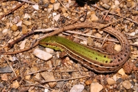 Podarcis tauricus, Stenje