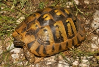 Testudo hermanni, Stenje