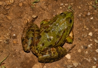 Pelophylax ridibundus, Vlasina