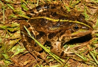 Pelophylax ridibundus, Vlasina