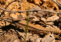 Podarcis muralis, Đavolja Varoš 