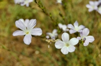 Deliblatska peščara