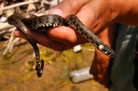 Natrix natrix, Deliblatska peščara