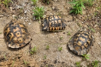 Testudo graeca, Melnik