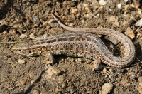 Lacerta agilis, Batak