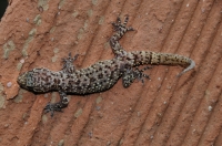 Hemidactylus turcicus, Kilitbahir