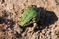 Pelophylax bedriagae, defensive behavior