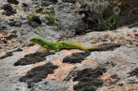 Lacerta trilineata, Kirklareli