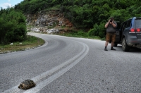 Testudo hermanni, Livadero