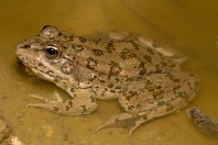 Pelophylax ridibundus kurtmuelleri, Kostino