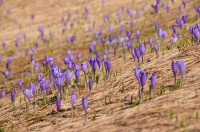 Crocus heuffelianus, NP Nizke Tatry