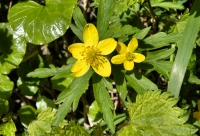 Anemone ranunculoides