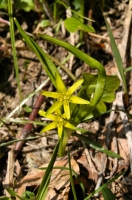 Gagea lutea