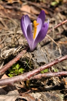 Crocus discolor