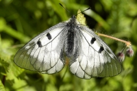 Parnassius mnemosyne