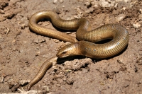 Anguis colchica