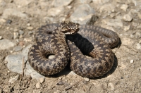 Zmije Vipera berus