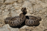 Zmije Vipera berus