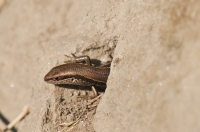 Asymblepharus cf. ladacensis