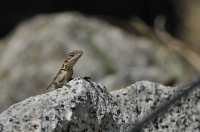 Laudakia himalayana, NP Gangotri