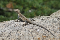 Laudakia himalayana, NP Gangotri