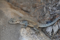 Laudakia himalayana, NP Gangotri