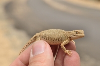 Phrynocephalus theobaldi, Leh