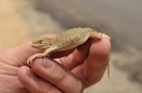 Phrynocephalus theobaldi, Leh