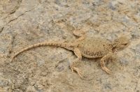 Phrynocephalus theobaldi, Leh