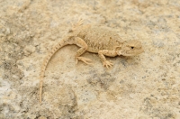 Phrynocephalus theobaldi, Leh