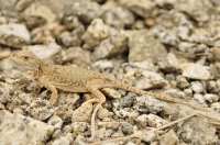 Phrynocephalus theobaldi, Leh