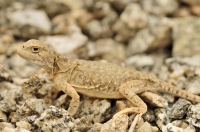 Phrynocephalus theobaldi, Leh