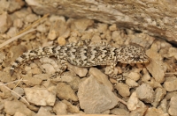 Gecko in Leh, Cyrtopodion sp.
