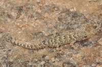 Gecko in Leh